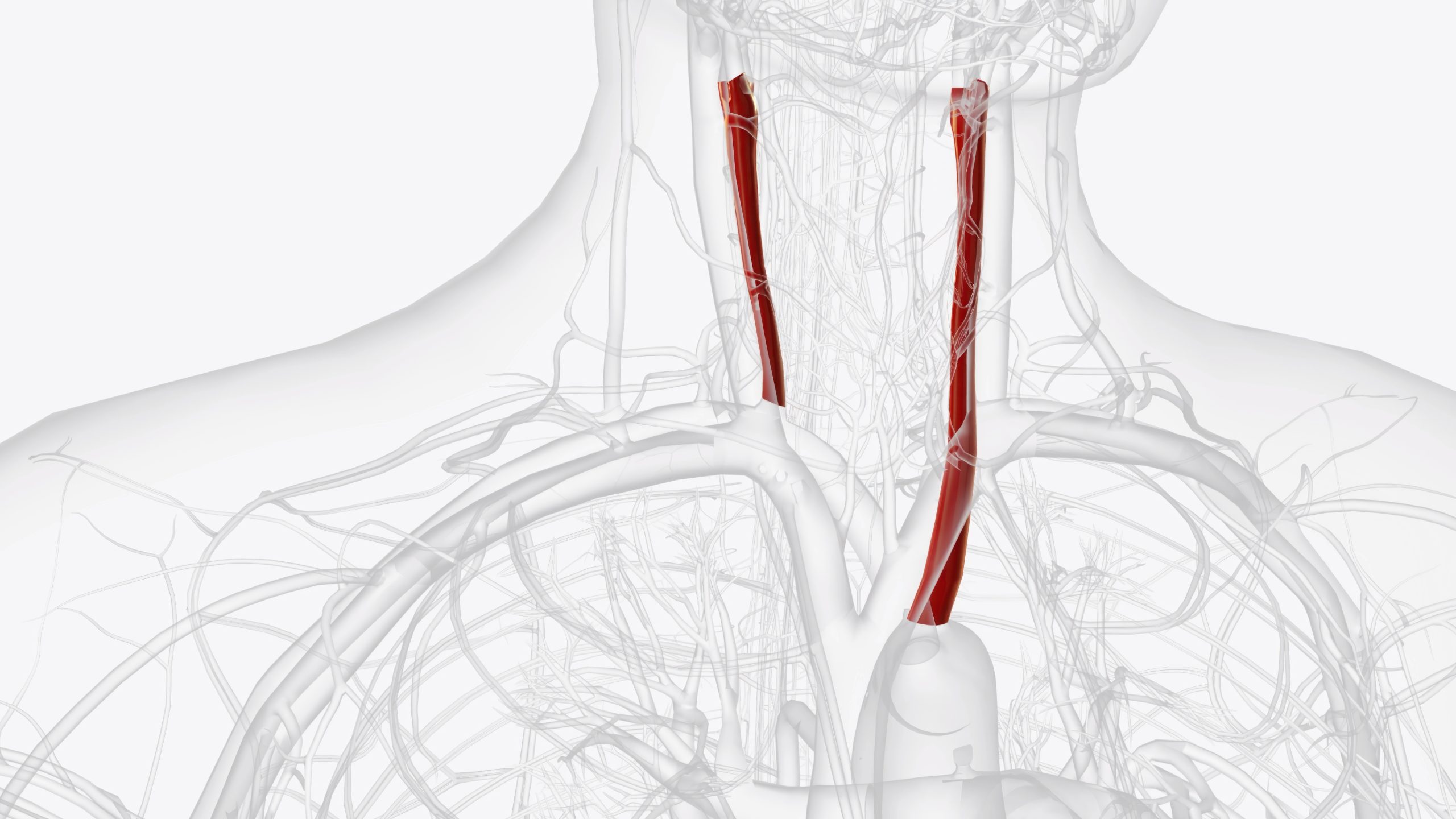 Ilustração anatómica destacando as artérias carótidas no pescoço avaliadas no exame de Doppler vascular na clínica Lagos Scan.